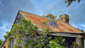 A rustic building with a corrugated metal roof, surrounded by lush greenery and purple wisteria vines. - Cherry Plum Cottages (Port Fairy)