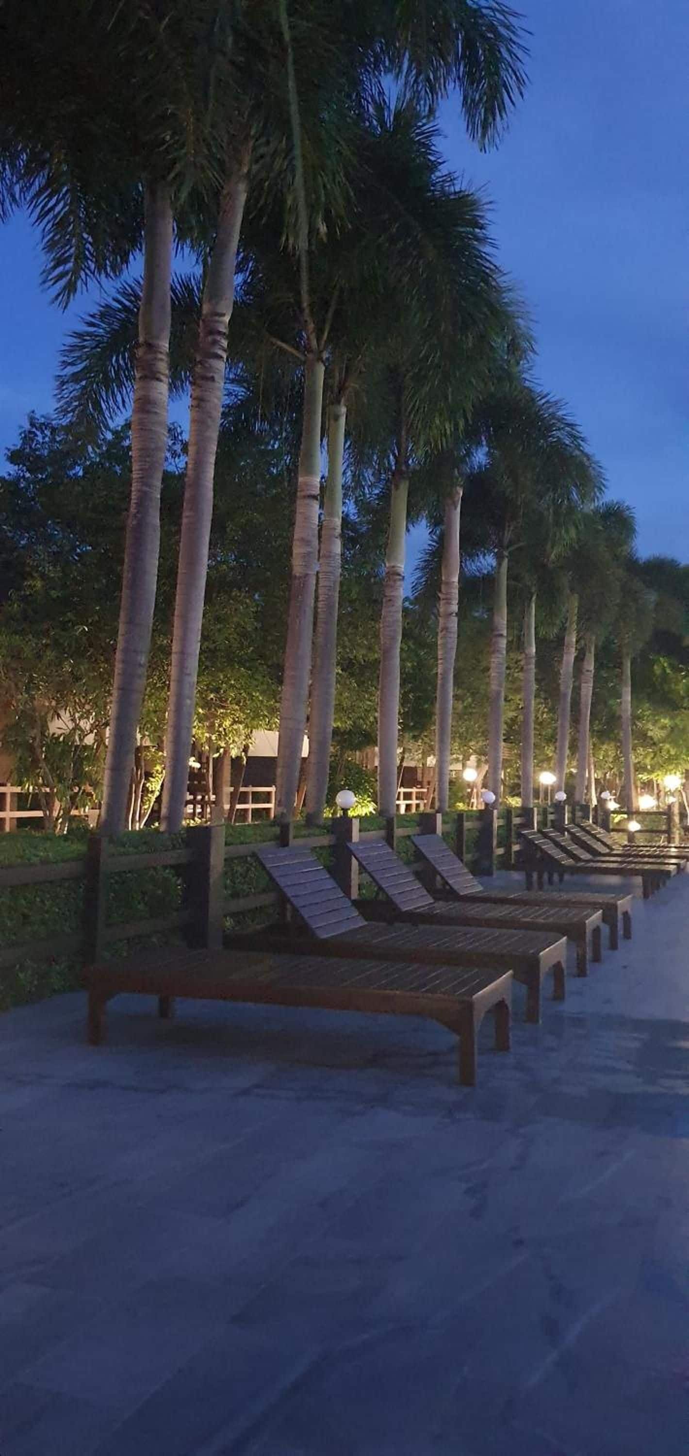 A row of wooden benches aligned along a pathway with palm trees on one side.