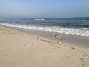 Beach nearby, sun loungers - APRIL and MAY SPECIAL: CHECK IT! 18-25, 25-2!  Across Street from Private Beach! (St George Island)