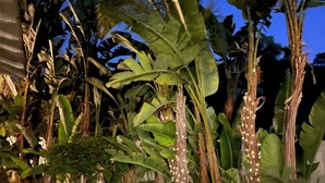 Ein Garten mit einem Ziegelweg, großen Bananenpflanzen und einem Terrakottatopf.