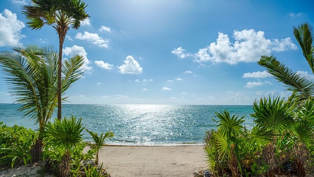 Ein Strand mit Palmen und blauem Himmel.
