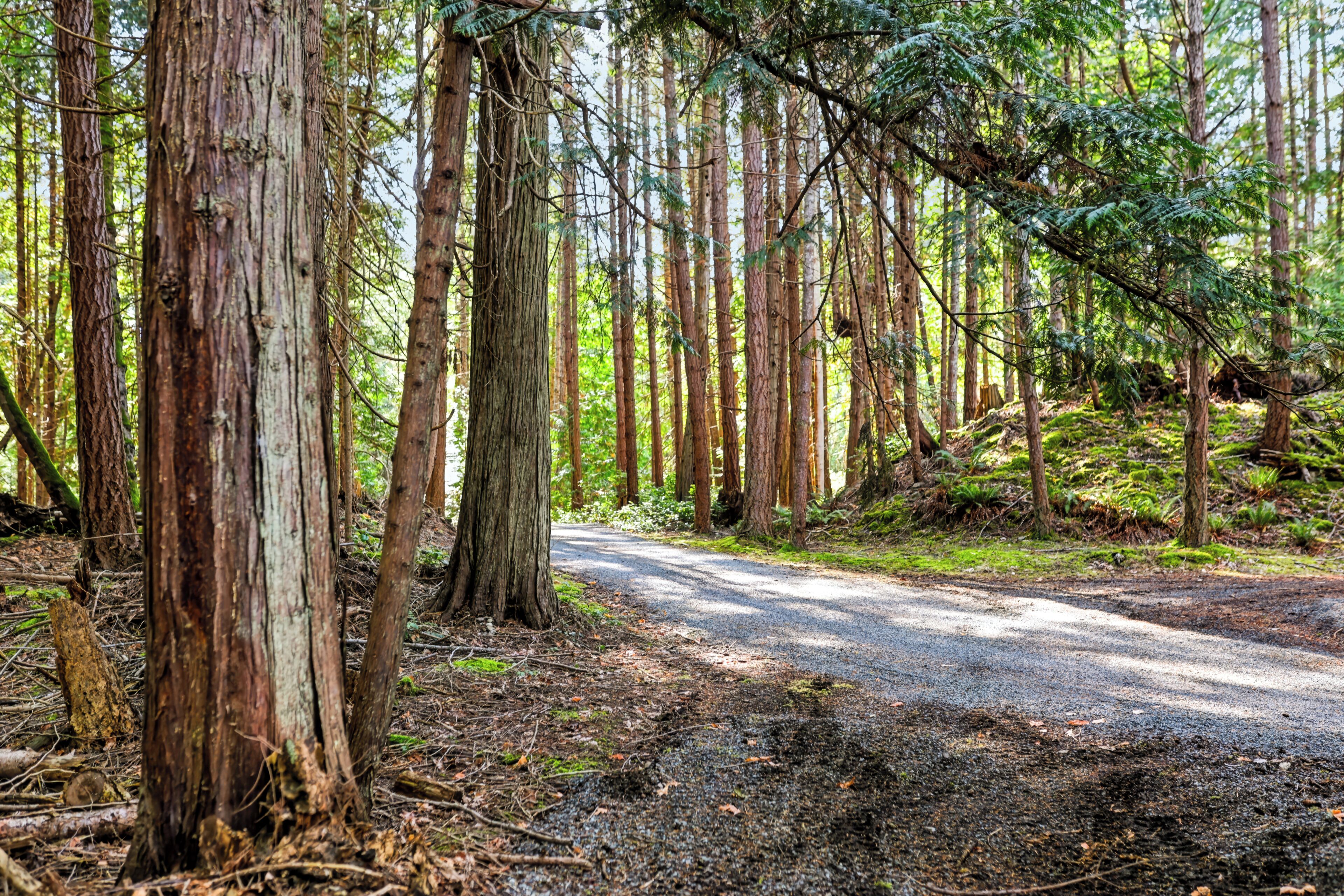 A forested area with a gravel path.