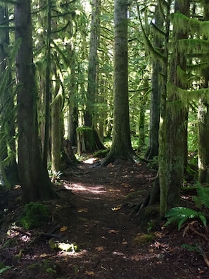 Zona boscosa con un sendero de tierra rodeado de árboles altos y troncos cubiertos de musgo.