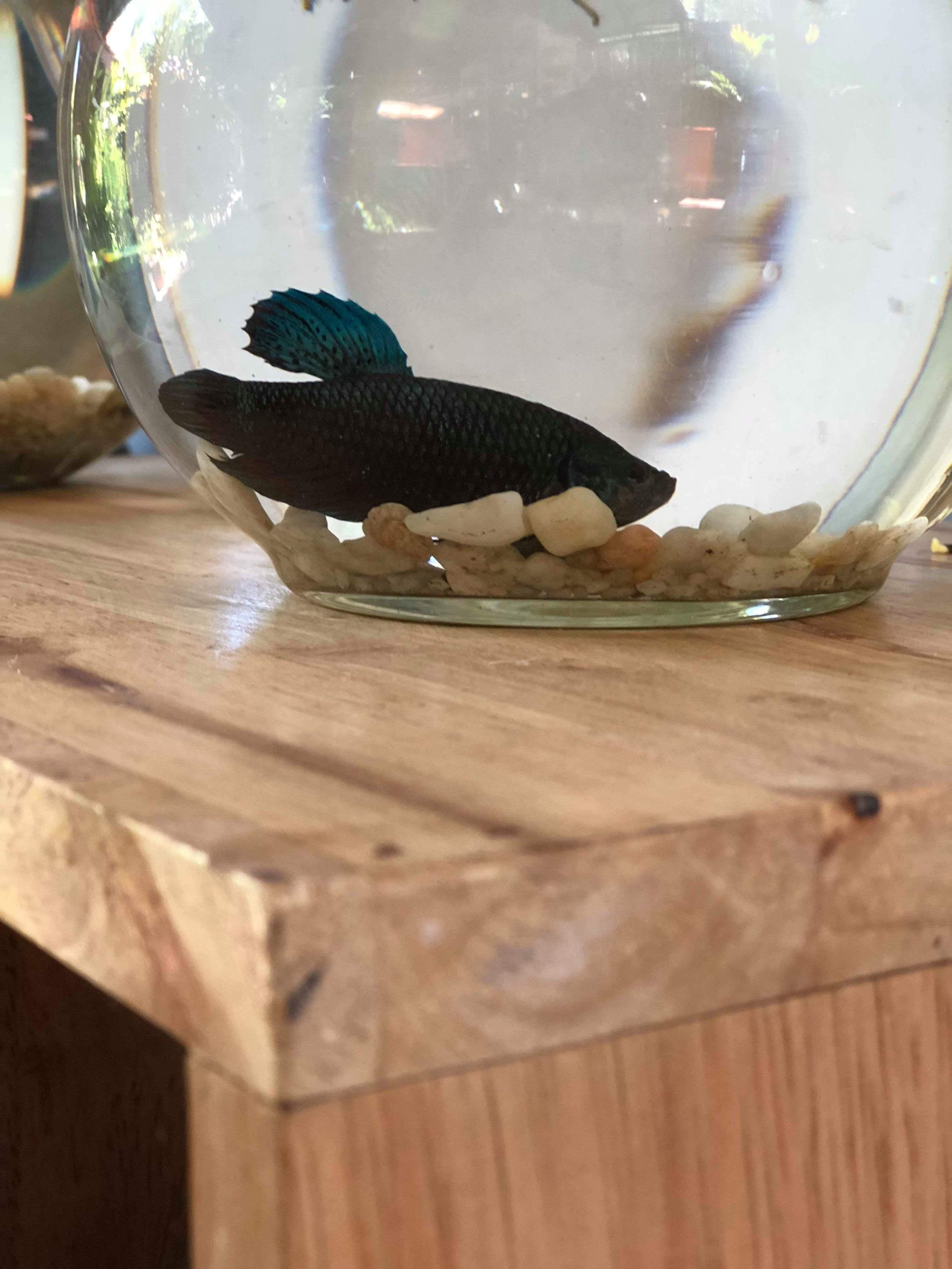 Photo - Nika's House