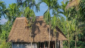 Een rieten huis omringd door weelderige begroeiing en palmbomen.