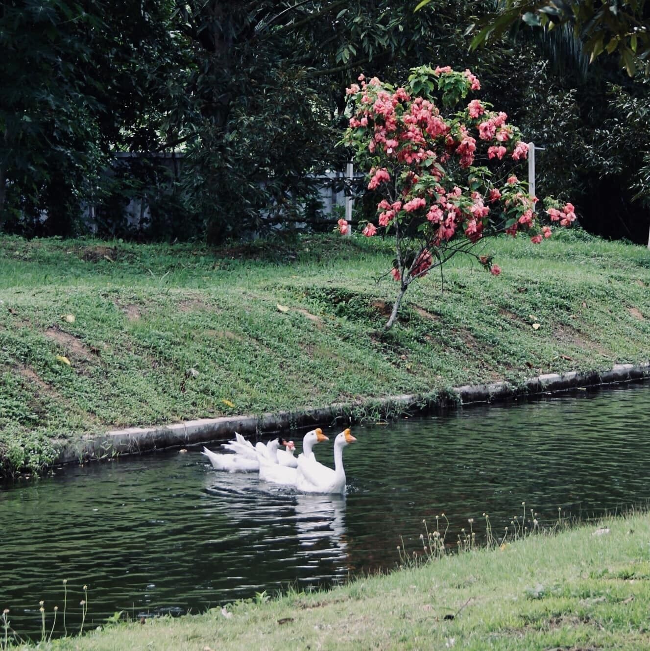 Un estanque tranquilo con un cisne nadando, rodeado de abundante vegetación y un árbol en flor.