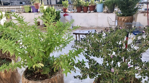 A rooftop garden with various potted plants and a birdcage. - Sun Rise Hotel (Amman)