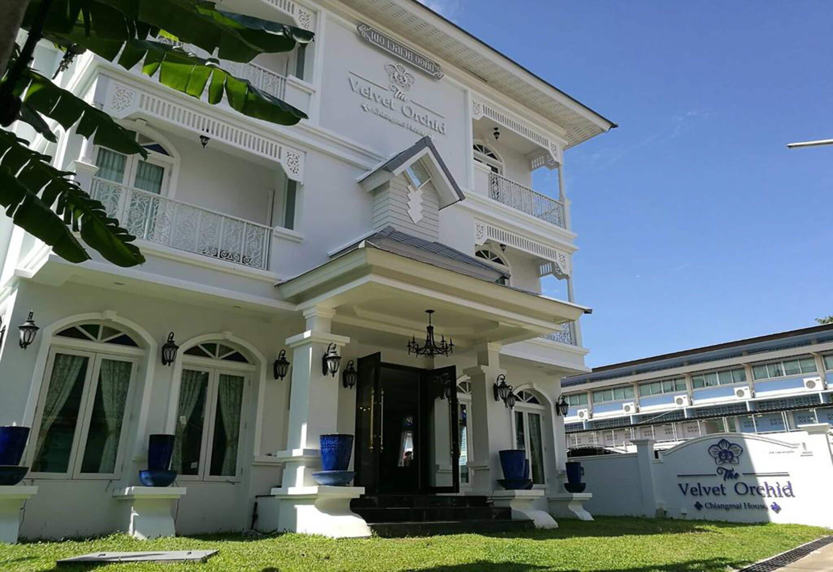 Foto - The Velvet Orchid