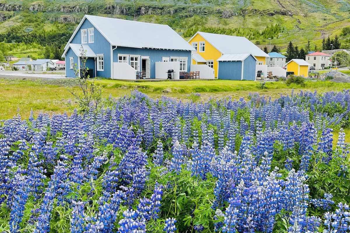 A rural landscape with a row of colorful houses and a field of blue flowers.