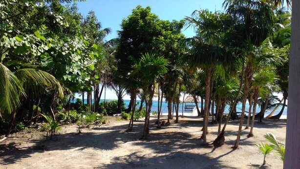 Ein Strand mit Palmen und Blick auf den Ozean.