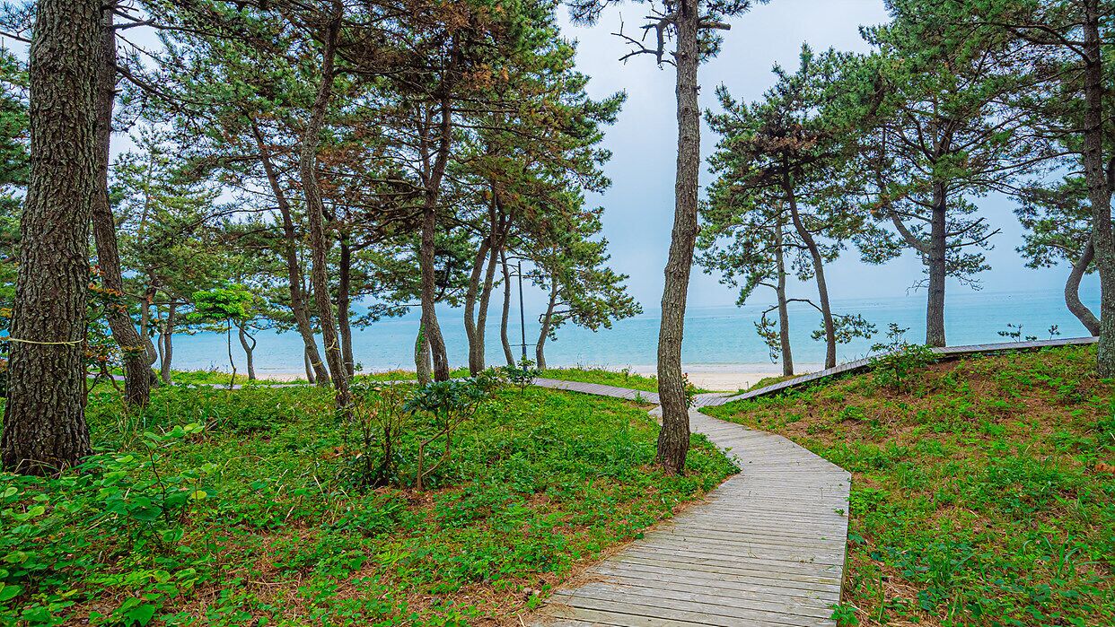 Un sendero de madera que conduce a una playa con pinos y una vista despejada del mar.
