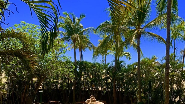 A swimming pool surrounded by palm trees and a rocky area. - Roey Backpackers & Party Bar (Broome)