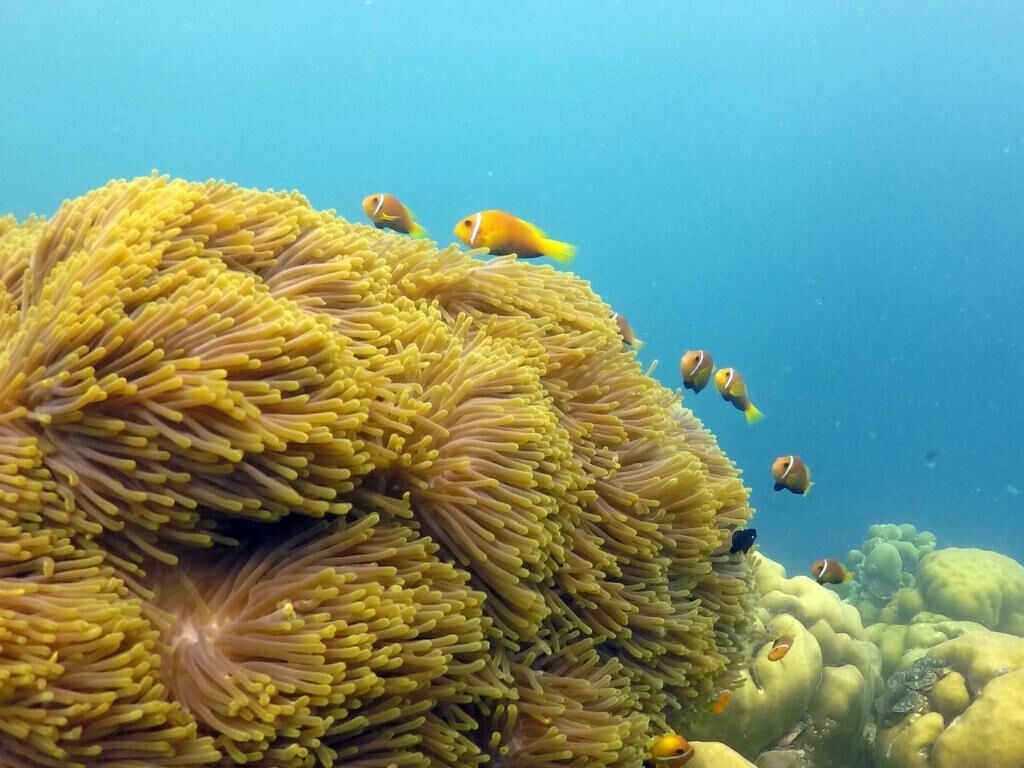 Una anémona grande con tentáculos, rodeada de pequeños peces.