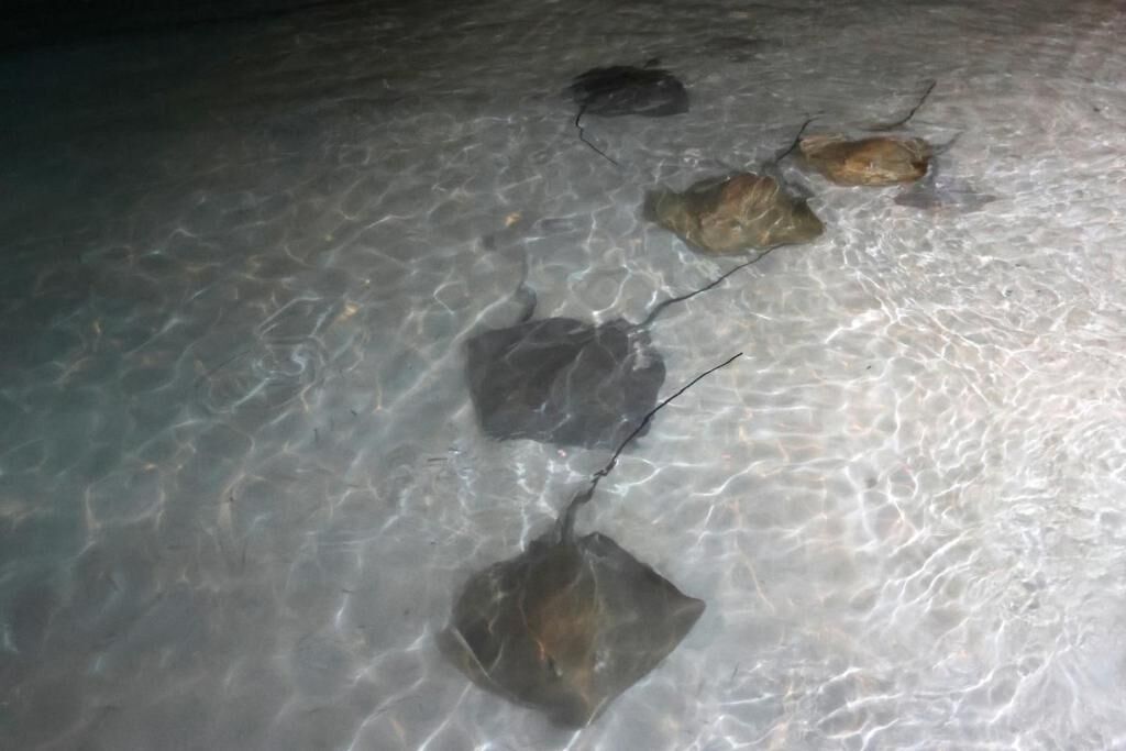A clear underwater view of a stingray swimming near the surface.