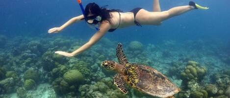 A person snorkeling underwater with a sea turtle nearby.