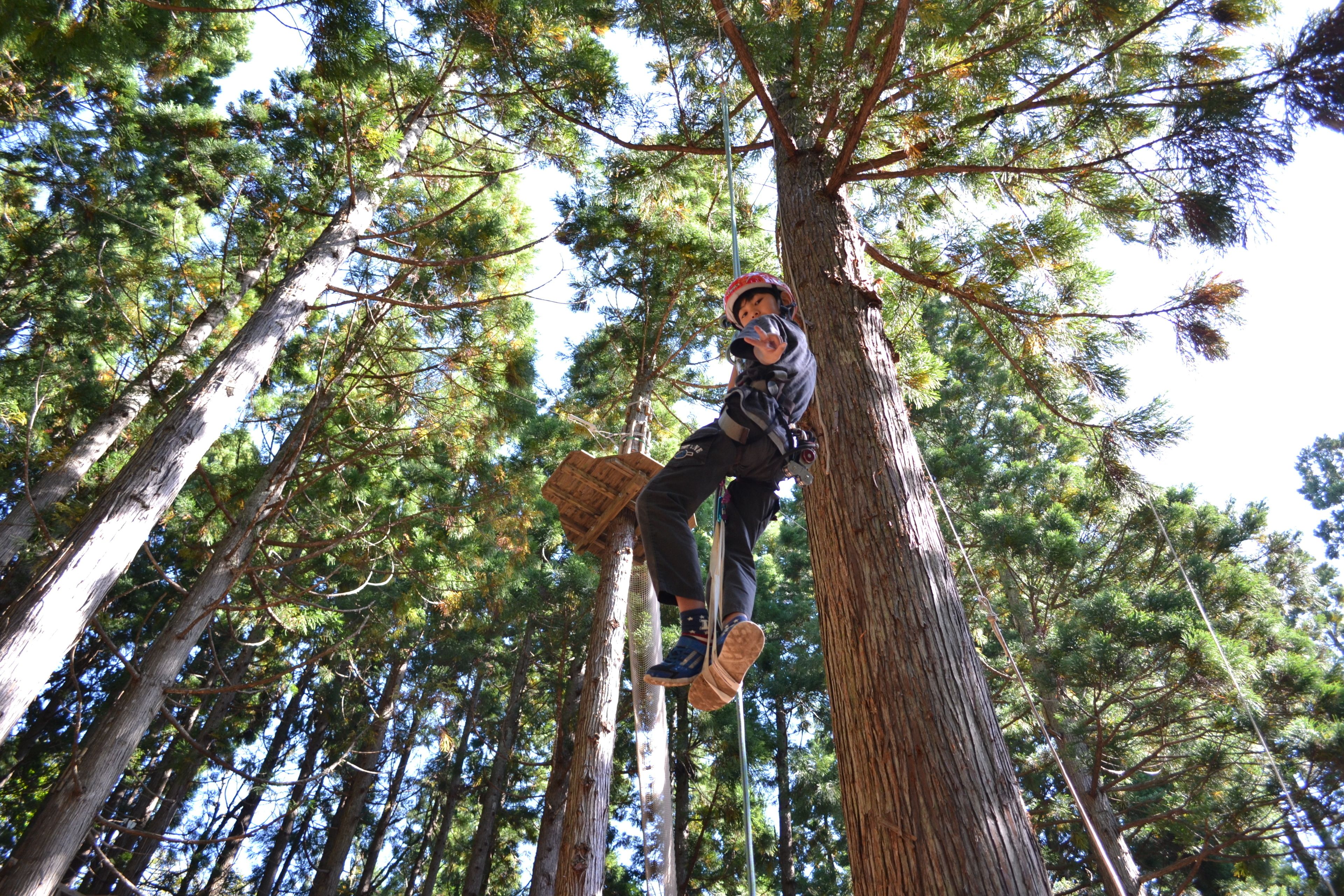 A person climbing a tall tree in a forest.