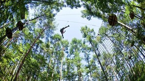 A forest with tall trees and a person zip-lining between them. - Auberge ALBIREO (Toyooka)