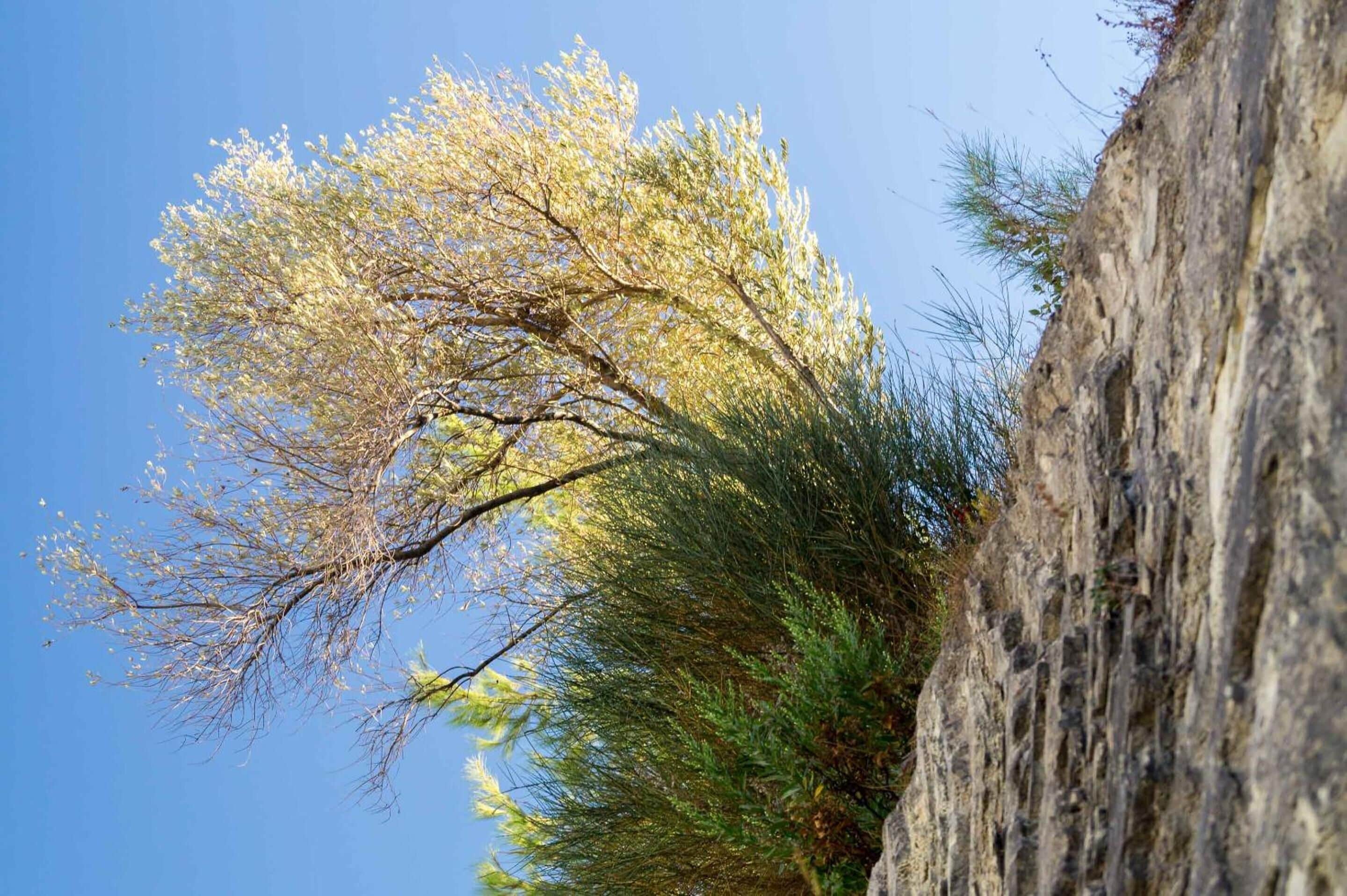 A tree with sparse foliage against a clear blue sky, adjacent to a rocky cliff.