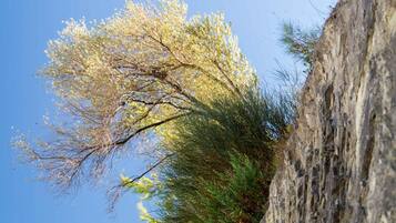 A tree with sparse foliage against a clear blue sky, adjacent to a rocky cliff.