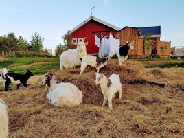 Tila, jossa on punainen lato ja puinen rakennus.