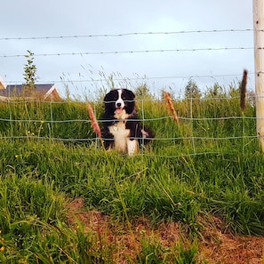 Un chien se trouve derrière une clôture de barbelés, dans un espace herbeux.