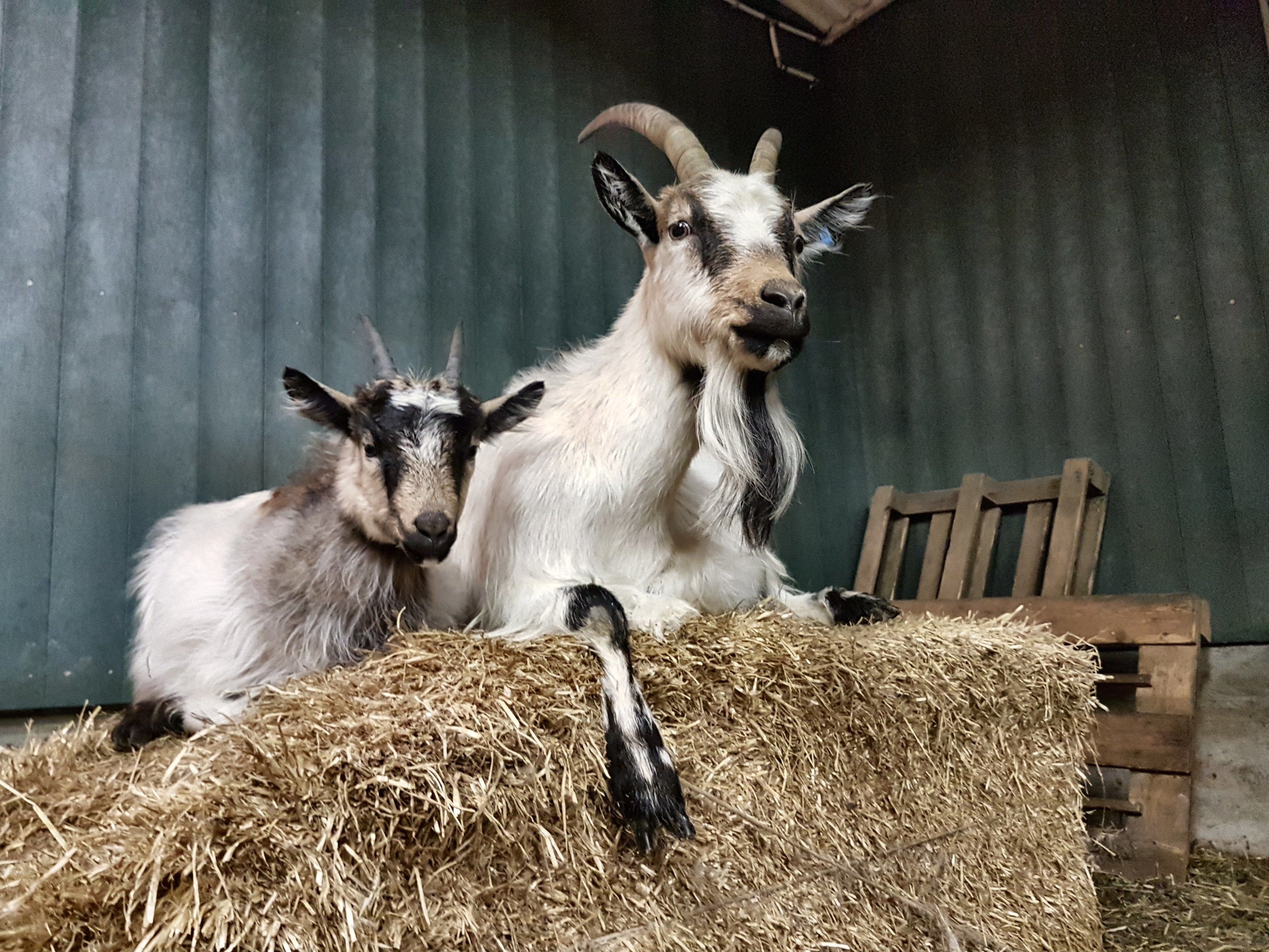 Two goats sitting on a hay bale in a barn with a corrugated metal wall and wooden furniture.