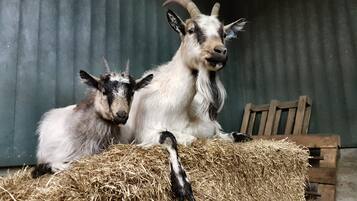Two goats sitting on a hay bale in a barn with a corrugated metal wall and wooden furniture.