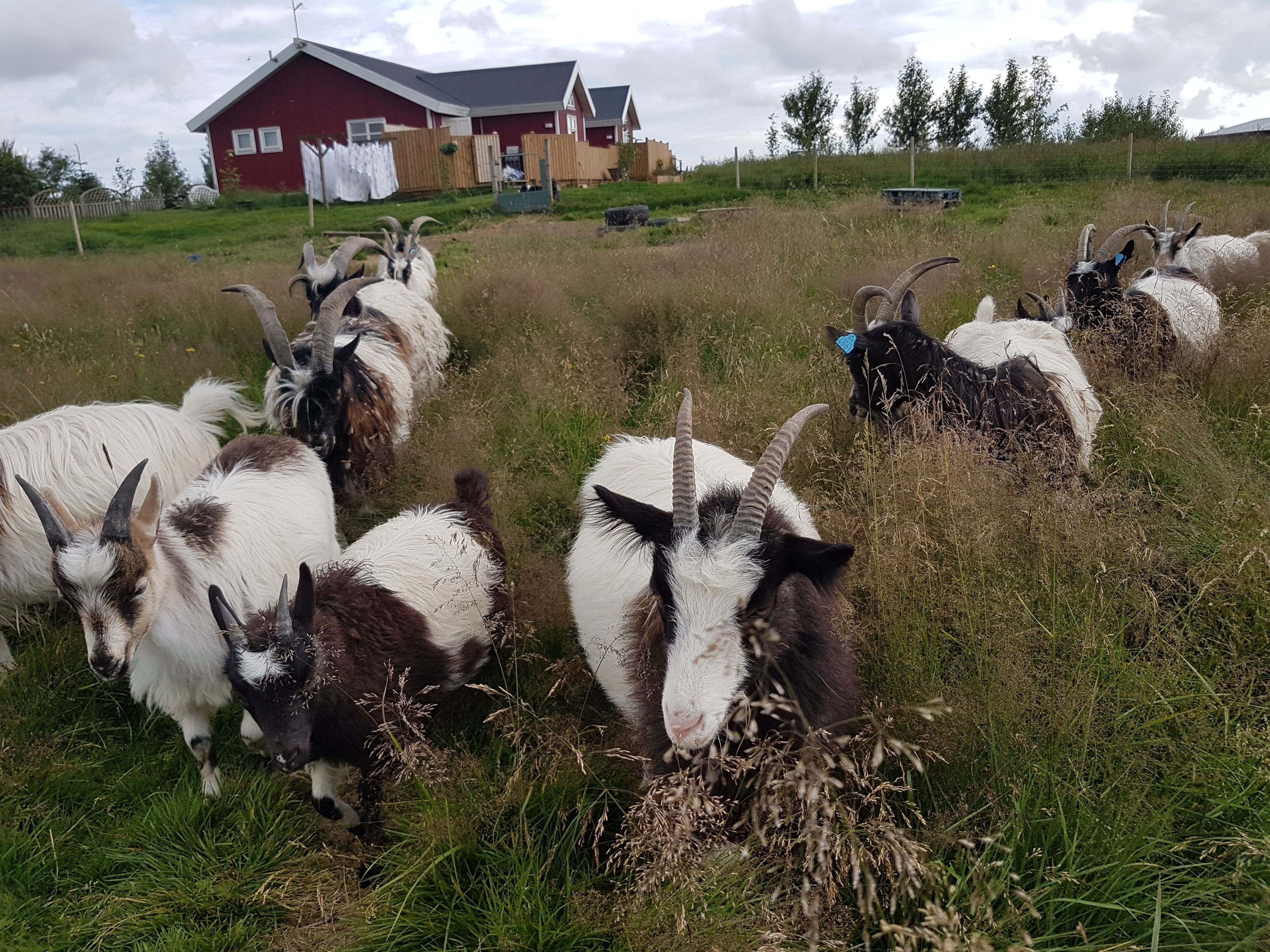 Un grupo de cabras pastando en un campo cubierto de hierba, con un edificio rojo al fondo.