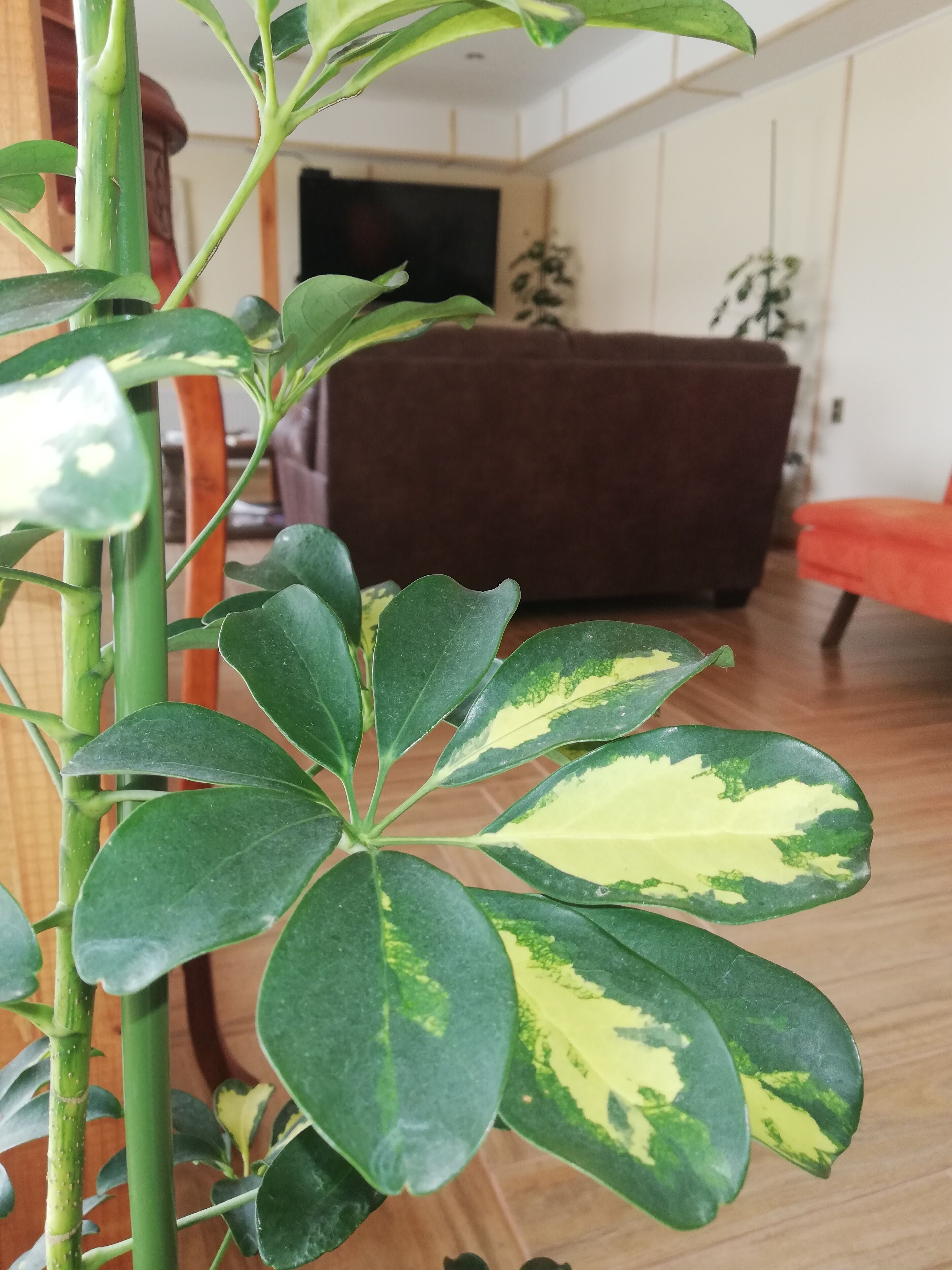 A plant with variegated leaves in a room with a brown sofa and wooden flooring.