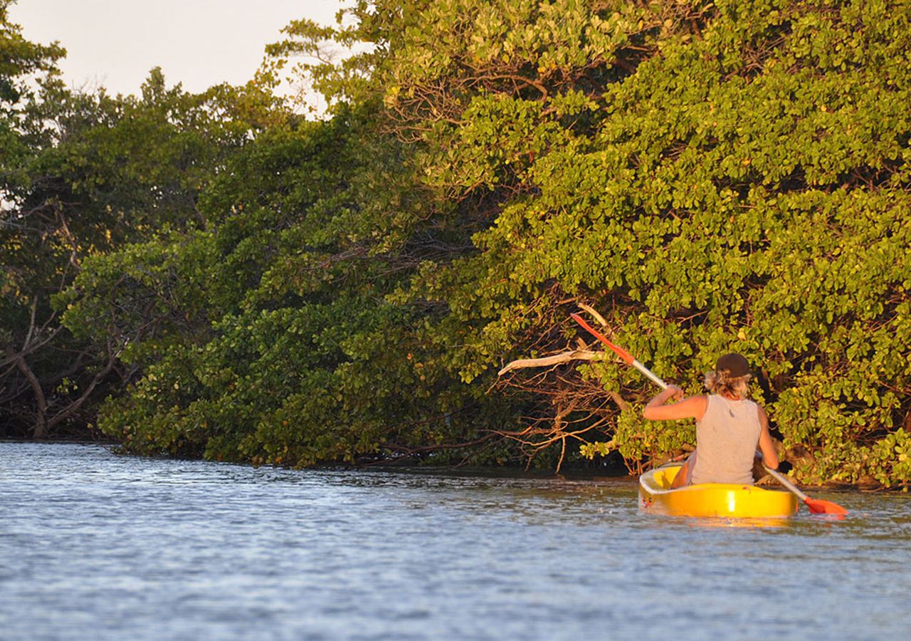 Una persona en kayak amarillo sobre aguas tranquilas, con vegetación densa al fondo.
