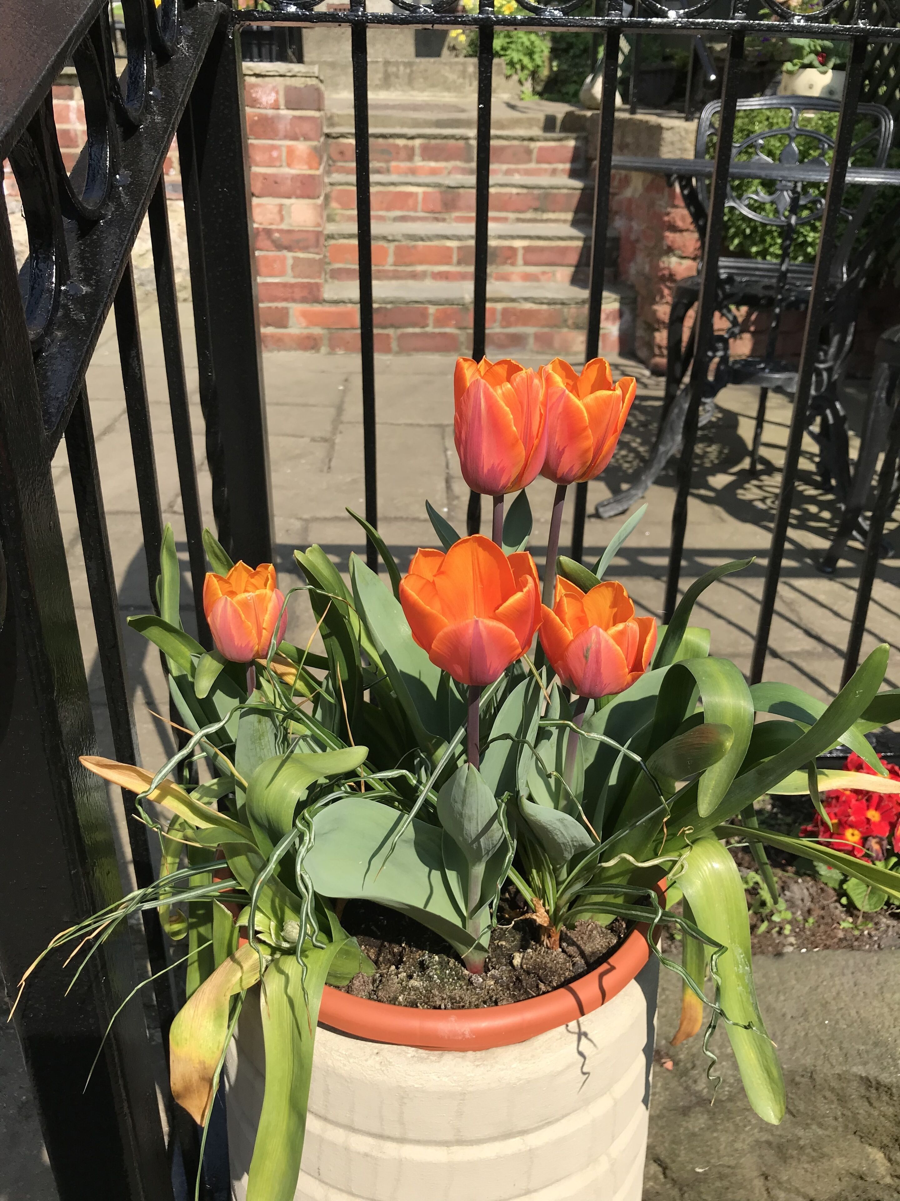 Une plante en pot avec des tulipes oranges et des feuilles vertes.
