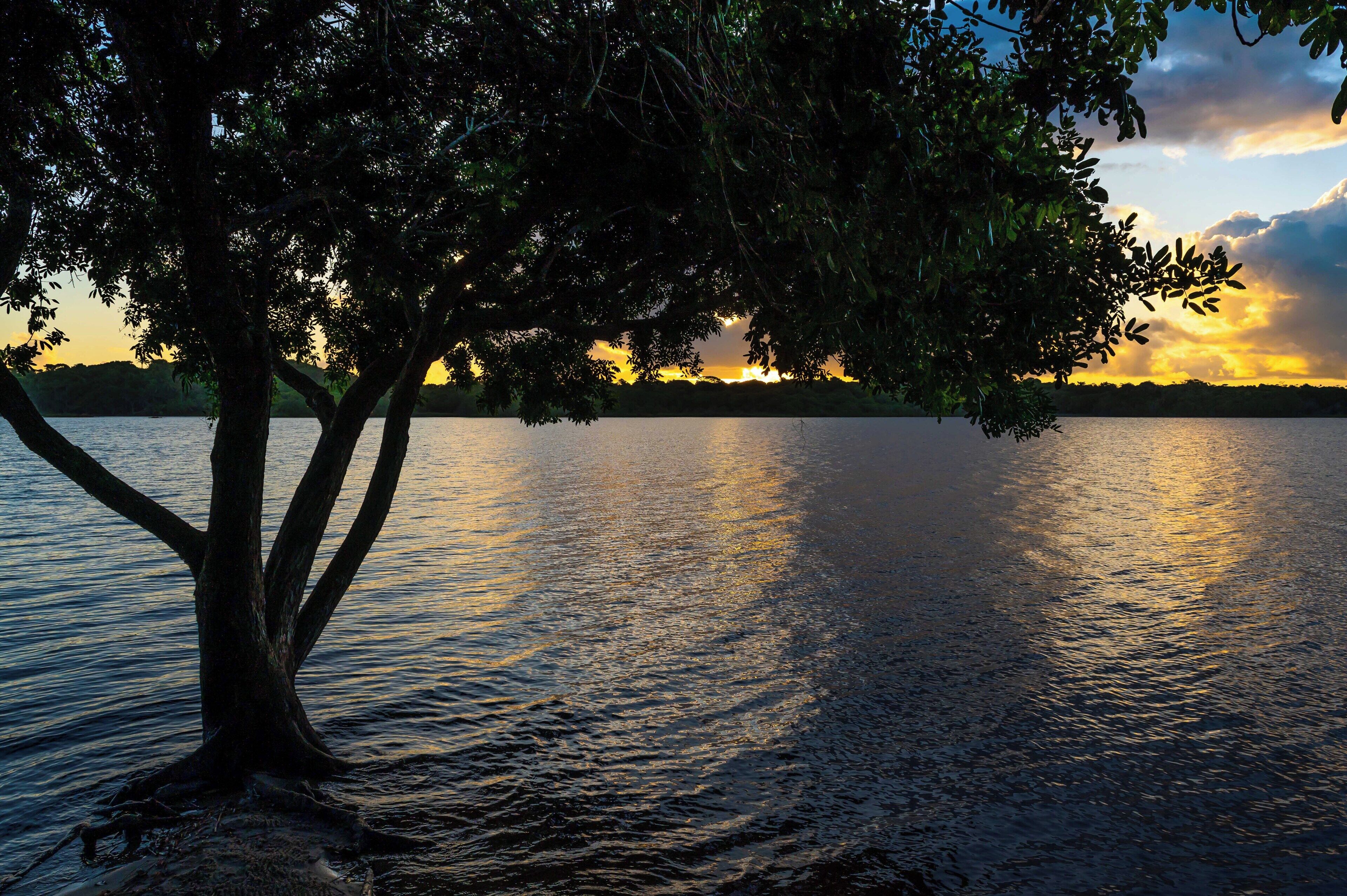 Un árbol junto a un lago tranquilo al atardecer.