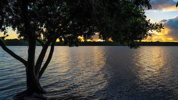Un árbol junto a un lago tranquilo al atardecer.