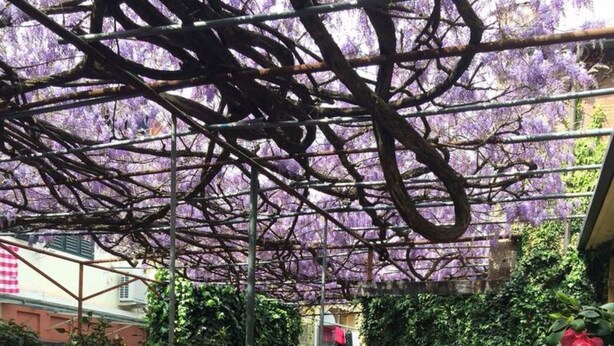An outdoor seating area with purple tables and chairs, surrounded by lush greenery and purple flowering trees. - Hotel Stipino (Lucca)