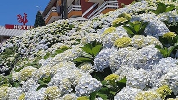 A hotel with a red and white facade, multiple balconies, and a garden of white and yellow hydrangea flowers. - Hotel Galo Vermelho (Gramado)