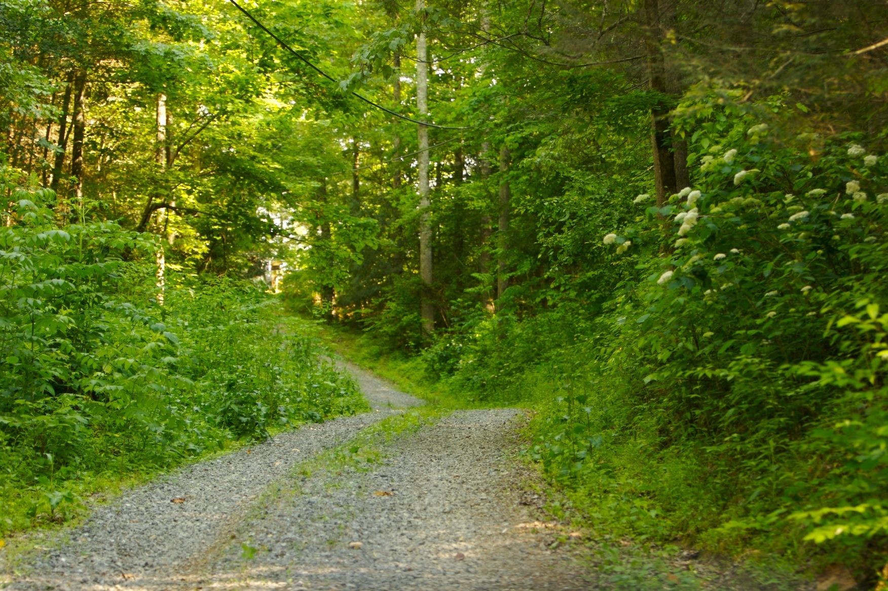 Ein Kiesweg schlängelt sich durch ein dicht bewaldetes Gebiet.