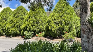 A row of neatly trimmed, conical-shaped trees with a well-maintained garden in the foreground.