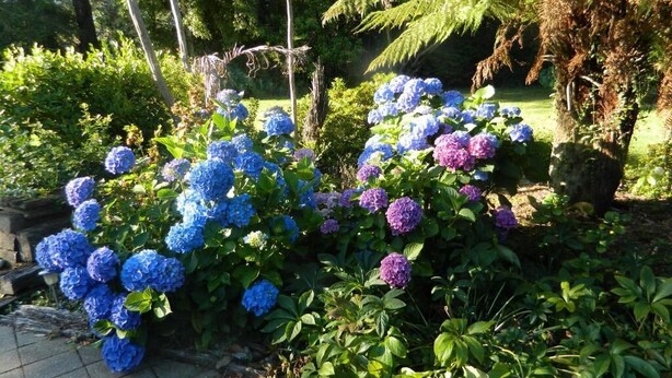 A garden with hydrangea bushes in blue and purple.