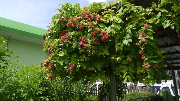 A lush green plant with red flowers climbing a structure. - G.T. Guest House (Saipan)