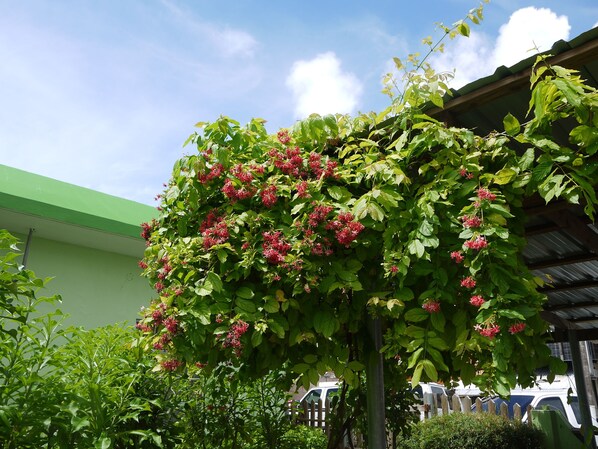 Garden - G.T. Guest House (Saipan)