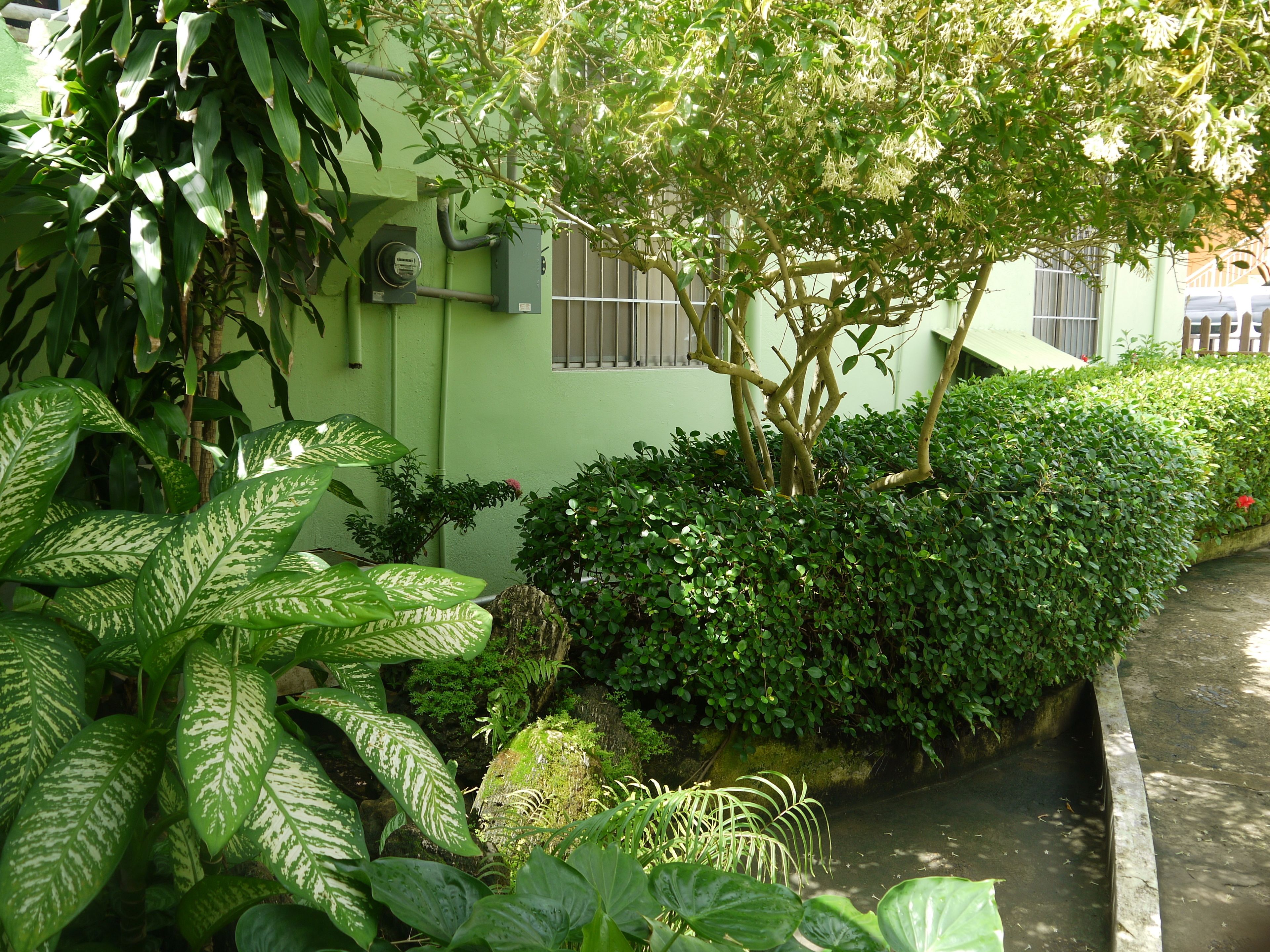 A lush garden with various plants and a small water feature.