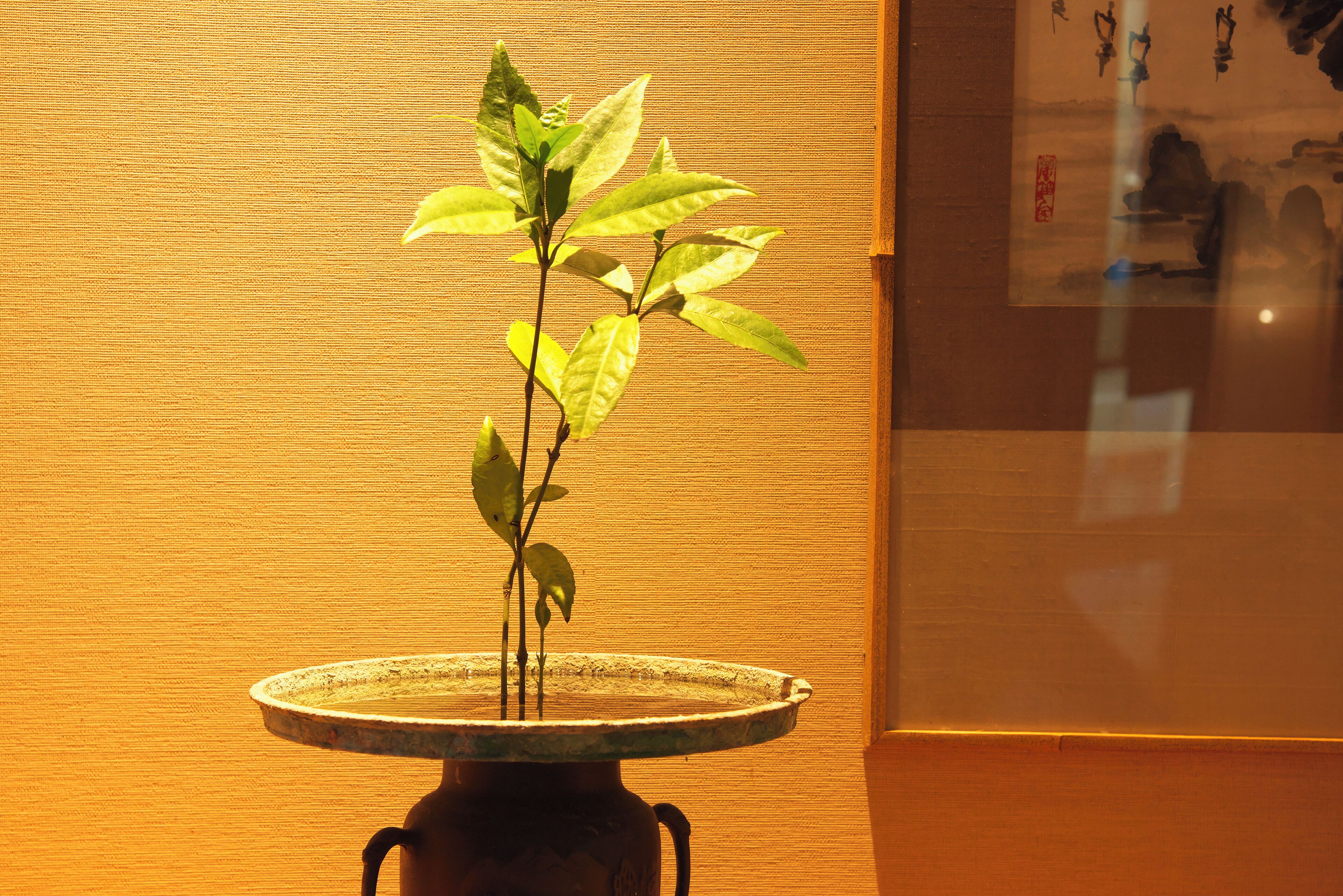 A potted plant on a round table with a textured wall in the background.
