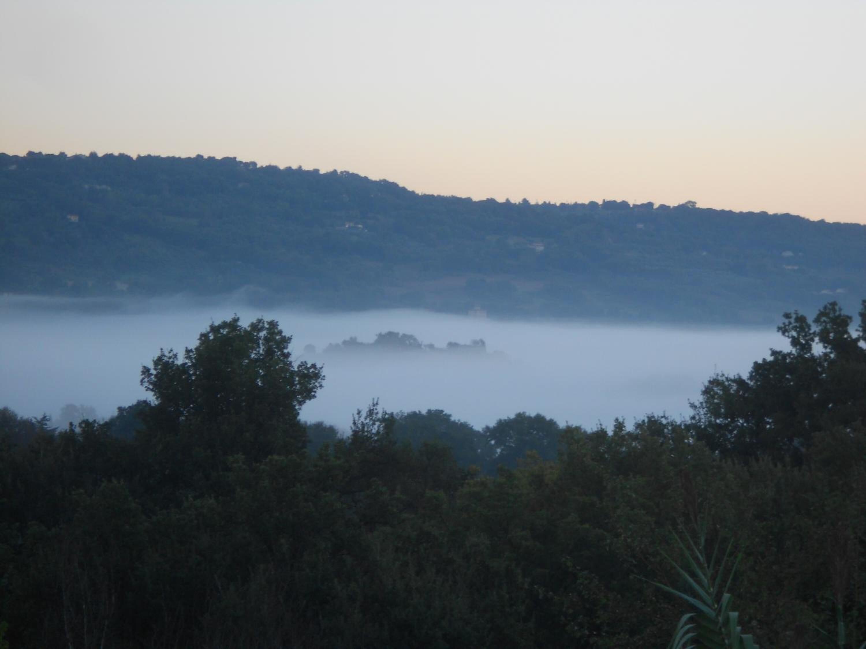 A forested area with a mist-covered valley.