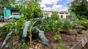 Un jardín con diversas verduras y un edificio al fondo.