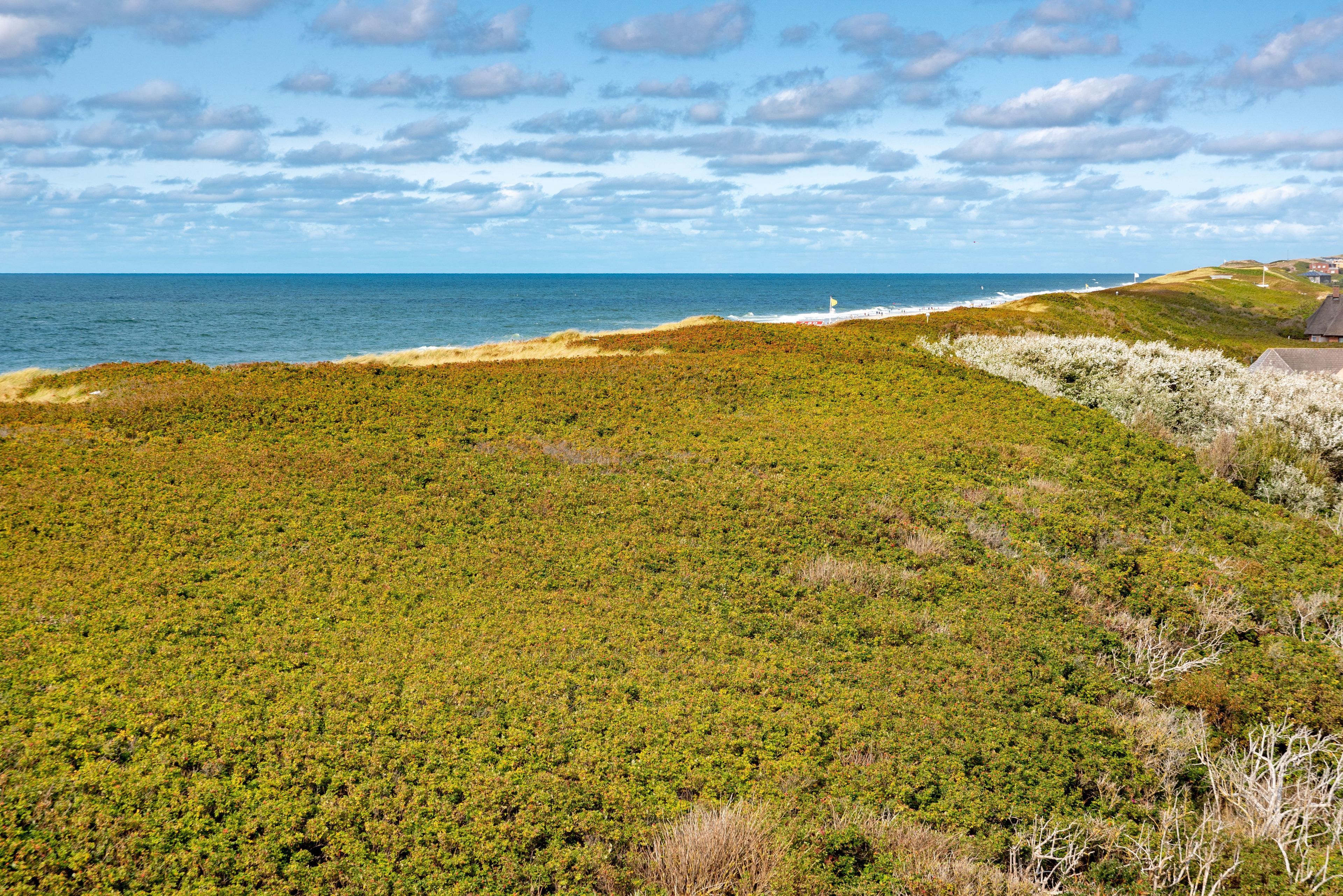 Eine Küstenlandschaft mit einer Wiese, einem Leuchtturm und einem Gebäude in der Ferne.