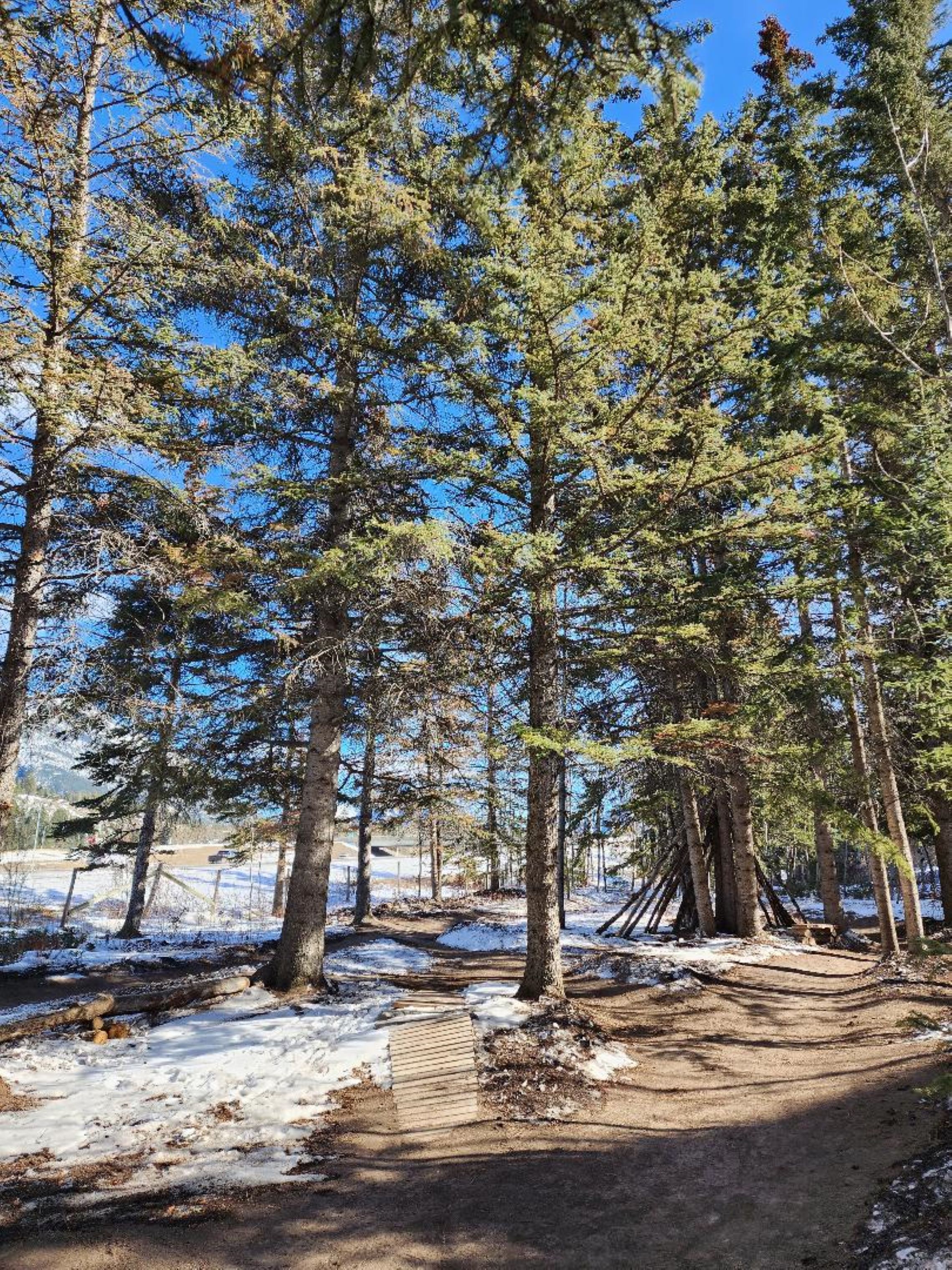 A forested area with tall trees and a dirt path.