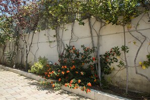A garden with flowering plants and vines against a wall. - Il Crusco (Matera)