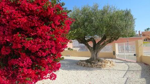 Un jardin avec un grand arbuste à fleurs rouges et un olivier, le tout entouré de gravier.