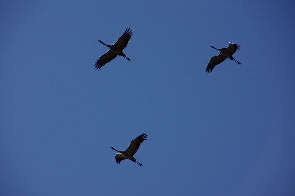 Tres pájaros volando en el cielo.