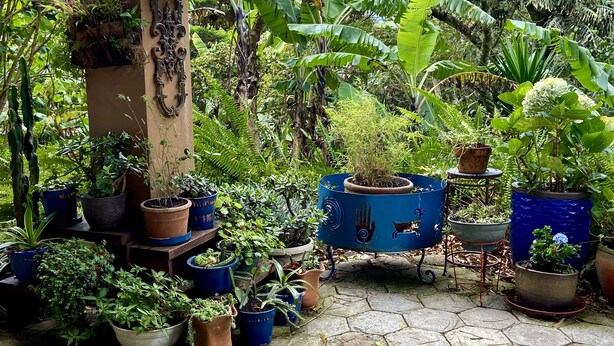 Un exuberante jardín con diversas plantas en macetas y un nido colgante.